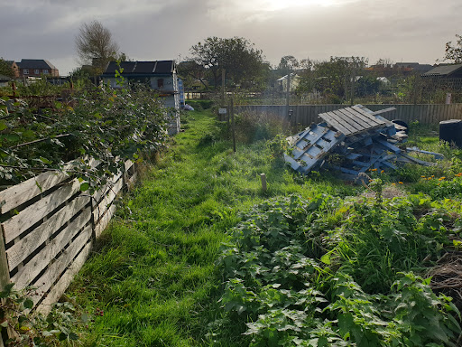 Shepherd Road Allotments - Thumbnail