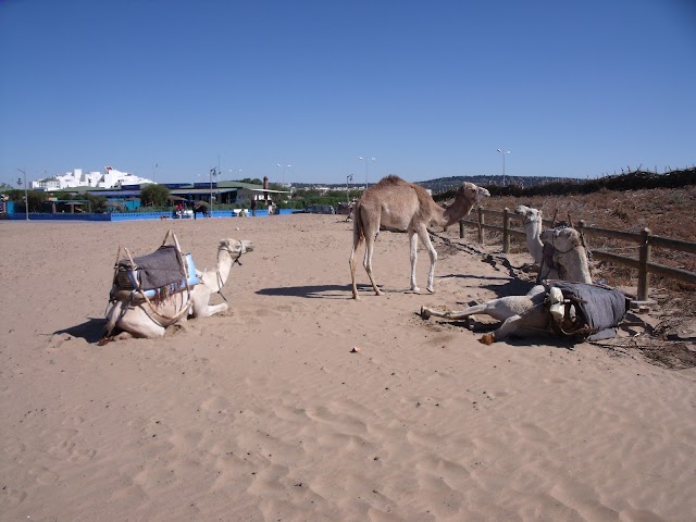 Ocean Vagabond Essaouira