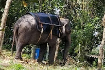 Persian Paradise Elephant Ride, Thekkady, India