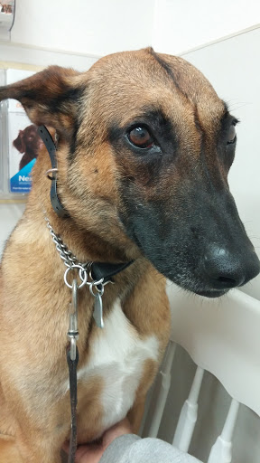 Auburn South Veterinary Hospital - Thumbnail
