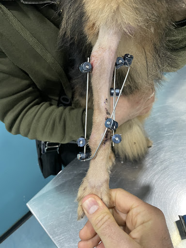 Ambulatorio veterinario Argo Vet dott. Lepore Antonio - Thumbnail