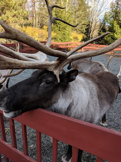 Reindeer Rendezvous