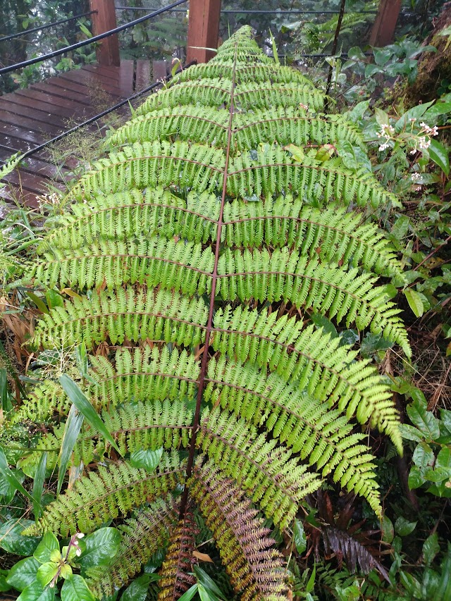 Forêt de Mousse, Cameron Highlands