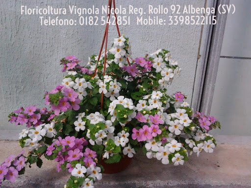 Floricoltura Vignola Nicola