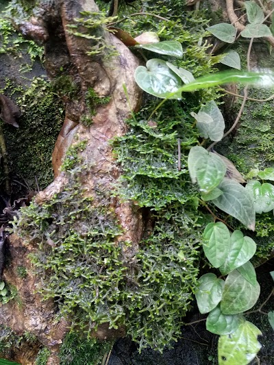 Photos of Curup Lemutu