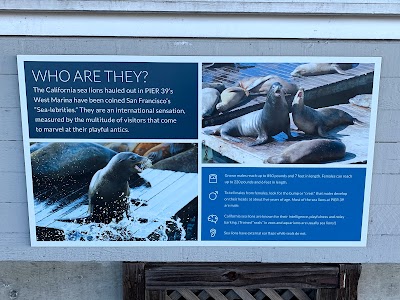 Pier 39 Sea Lions