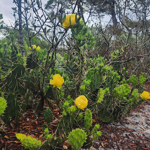 Blazing Star Preserve - Thumbnail