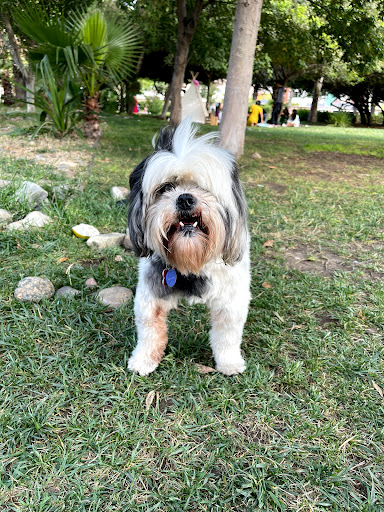 Veterinaria Queto