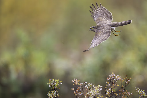 Åkset Naturfoto