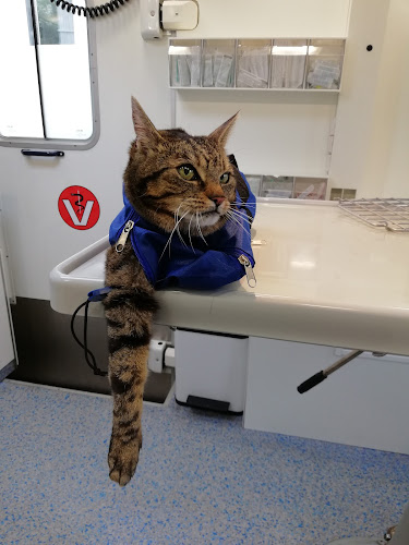 Veterinarian Mobile photo