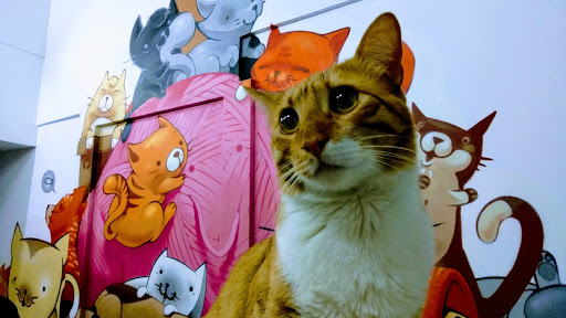 La Gatoteca - Visual