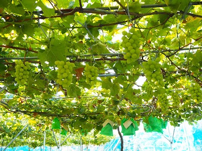 Grape Time（グレープタイム）- ぶどう園