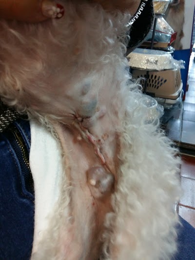 Photos of San Marcos de Leon Veterinary Clinic