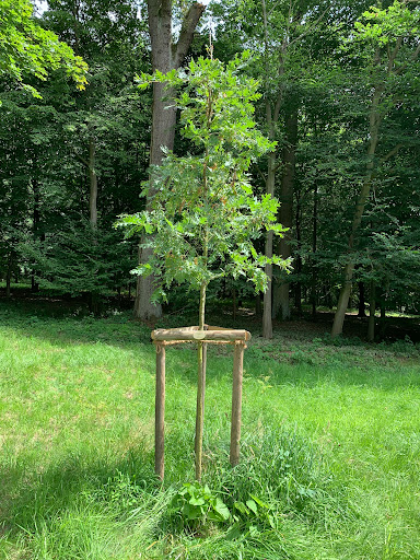 Pauls Baum - Visual