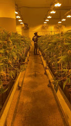 Photo n°26 de Bioparadize CBD shop | Epernay à Épernay (Magasin de cannabis)