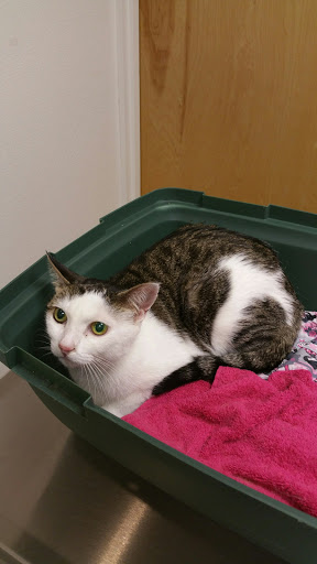 Hawaii Veterinary Vision Care