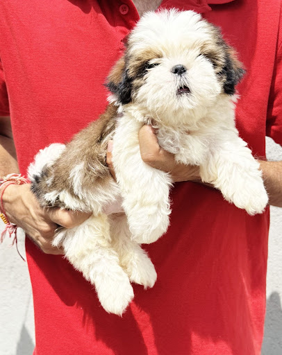 All types dog n puppy available in SHIHTZU PUPPY AVAILABLE IN Lucknow post image