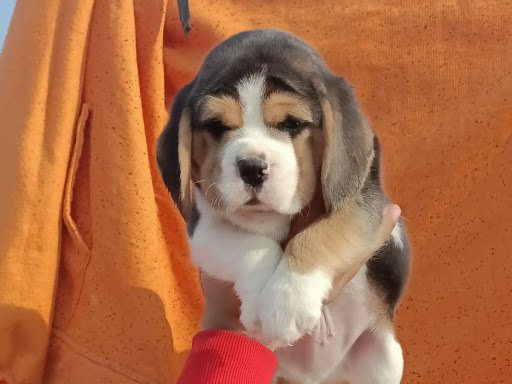 Beagle puppy ready for new home 🏡 post image