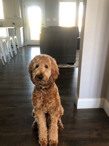 Precision Canine - Visual