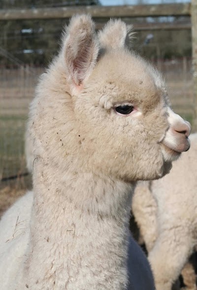 Alpacas at Marquam Hill Ranch