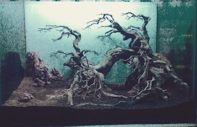 Photos of WD Aquarium
