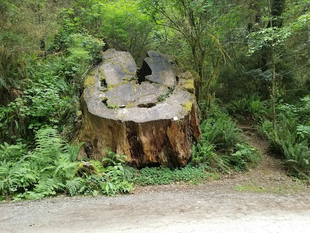 Jedediah Smith Redwoods State Park