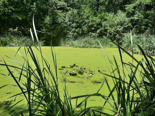 Großer Waldhausteich - Visual
