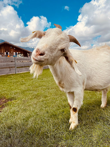 Burgberger Tierparadies mit Kafe Kult - Thumbnail