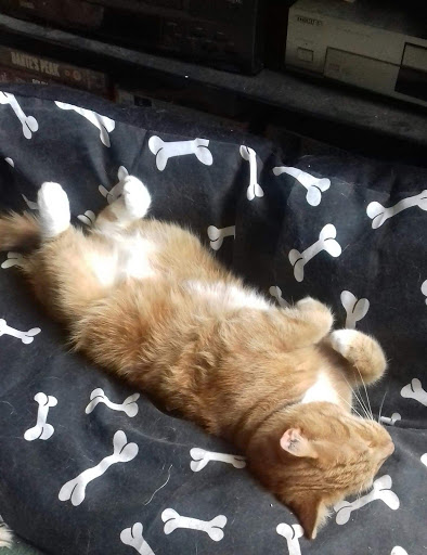 Crazy cats. - Visual