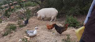 Photo n°5 de Equit'Accompagne - Centre Equestre de Lirac à Lirac (Club de sport)