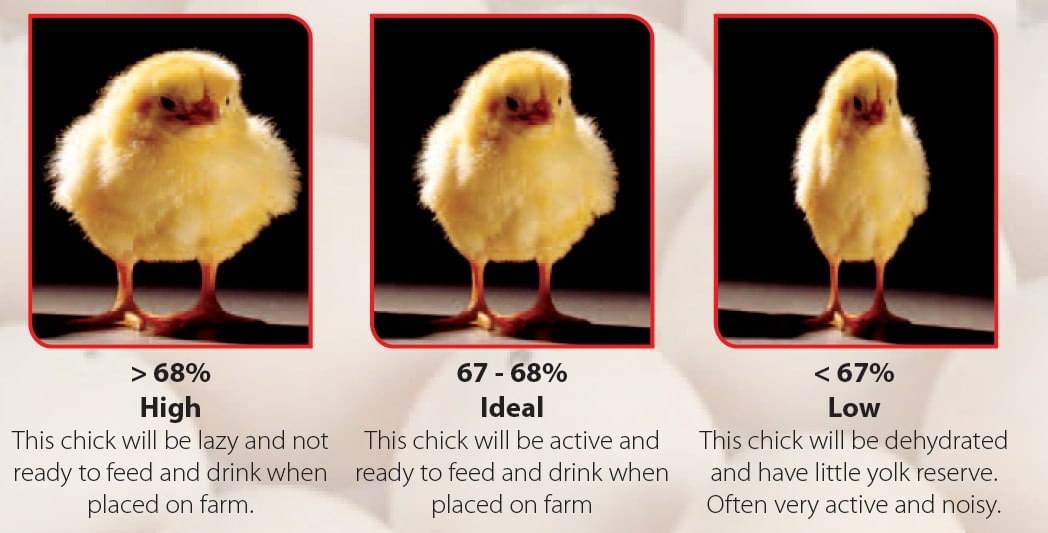 مشروع الرشيد للدواجن لأنتاج بيض المائدة - صورة 2