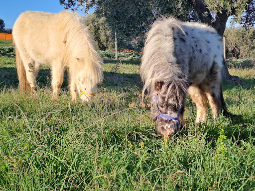 Fattoria dell'Oasi - Thumbnail