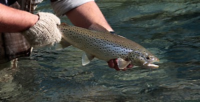 Photos of SouthernLoops Fly Fishing