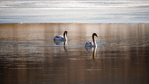 Tierische Begegnung am Haidersee - Thumbnail