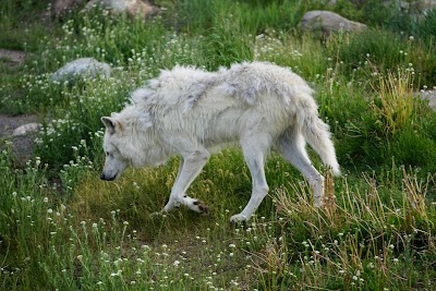 Grizzly & Wolf Discovery Center