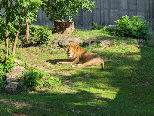 Big Cat Country - Thumbnail