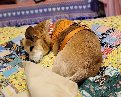 Puppy Parlor Gallery - United States
