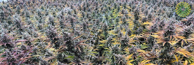 Photo of Trulieve Coral Springs Dispensary