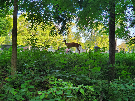 Eckhart Park Disc Golf Course