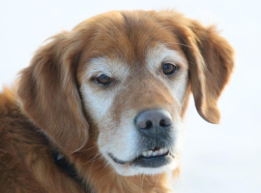 Excelsior Animal Hospital - Thumbnail