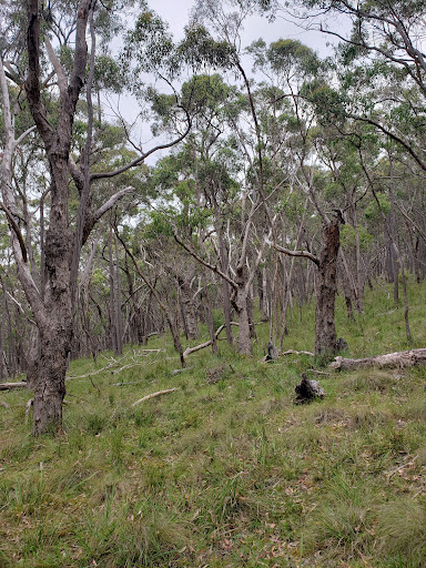 Warrandyte - Kinglake Nature Conservation Reserve - Meadow - Thumbnail