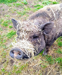 Photo n°26 de Cool Under Canvas, Glamping in the Puy de Dôme à Miremont (Village de vacances)