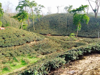 Photos of Zareen Tea Estate