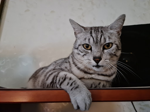 Ambulatorio Veterinario Dr. Pagotto Annarita - Thumbnail
