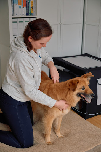 Tierphysiotherapie Kempen - Thumbnail