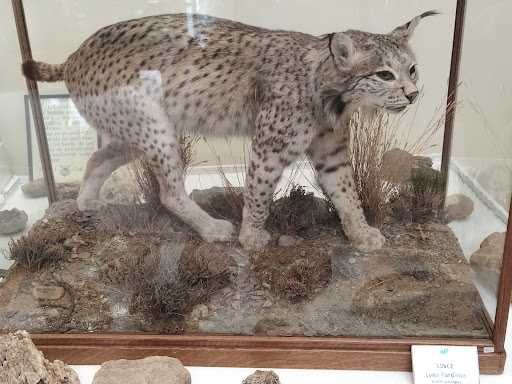 Museo de Ciencias Naturales AVAN (Viso del Marqués) - Thumbnail
