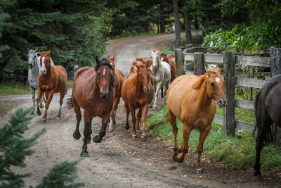 Western Pleasure Guest Ranch