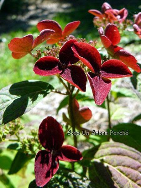 Pépinière Sous Un Arbre Perché