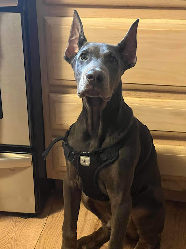 Solid Foundation Dog Training - Visual