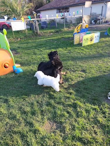 SCOUBI DOG SERVICES - Dresseur pour chiens